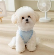 JESMARY - Cơ sở may quần áo thú cưng đẹp, chất lượng